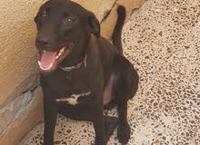 Labrador Dog male and female vaccinated with passport Labrador Dog male and female vaccinated with passport