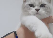 قطه برتش مكس راج دول قطه برتش مكس راج دول