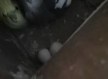 زوج كوكتيل مع ببيض زوج كوكتيل مع ببيض