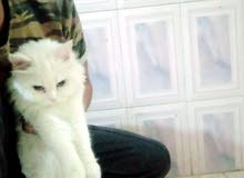مطلوب قطه شيرازيه منتجه مطلوب قطه شيرازيه منتجه