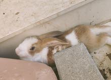 ارنب للبيع ارنب للبيع