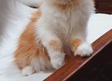 4 months old Persian Kittens 4 months old Persian Kittens
