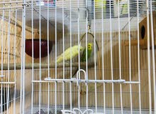 6 zebra Finjes and 2 Budgies 6 zebra Finjes and 2 Budgies