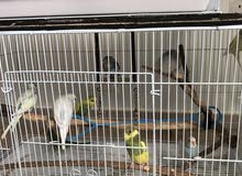 Budgie chicks & Breeding pairs available Budgie chicks & Breeding pairs available
