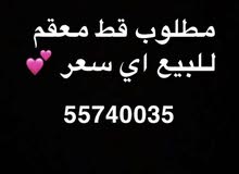 مطلوب قطو معقم اي سعر مطلوب قطو معقم اي سعر