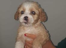 bichon canich bichon canich