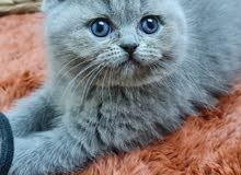 Pure British shorthair 7 weeks old - بريتش شورت بيور 7 اسابيع Pure British shorthair 7 weeks old - بريتش شورت بيور 7 اسابيع