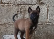 Malinoi Malinoi