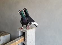 حمام سوري مسود 15 زوج منتج حمام سوري مسود 15 زوج منتج 