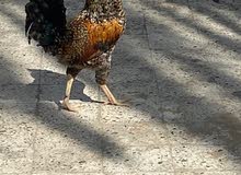Pakistani Desi rooster Pakistani Desi rooster
