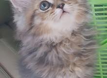 Beautiful Chinchilla Golden Kitten شنشيلا قولد Beautiful Chinchilla Golden Kitten شنشيلا قولد