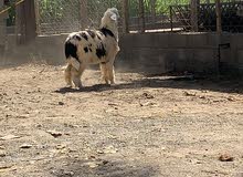 للبيع تهجين رملي نجدي للبيع تهجين رملي نجدي