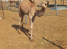 حوار للبيع حوار للبيع