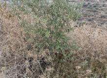 Mixed Use Land for Sale in Nablus Burqa