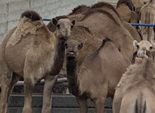 ابل وطنية معلوفة للبيع ليبيانا 09255047 ابل وطنية معلوفة للبيع ليبيانا 09255047
