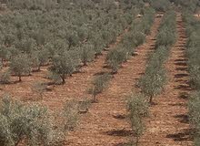 مزرعه جميله في مادبا جبيل