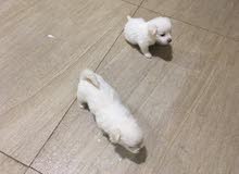 mixed havanese puppies