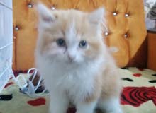 شيرازيه شيرازيه