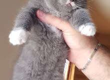 2 females Scottish fold bru color 2 females Scottish fold bru color