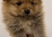 Brown pomeranian female Brown pomeranian female
