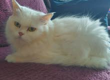 white persian spayed 4 years old white persian spayed 4 years old