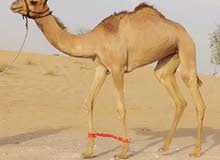 بكره طيبه فطيمه ومفحمه مفاحيم ومشرده مشاريد بكره طيبه فطيمه ومفحمه مفاحيم ومشرده مشاريد