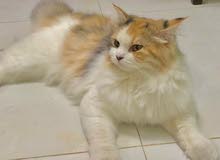 قطة شيرازية لعوبه - lovely persian cat قطة شيرازية لعوبه - lovely persian cat