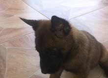 Malinois puppy Malinois puppy