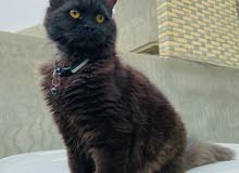شيرازي عمر 8 اشهر شيرازي عمر 8 اشهر