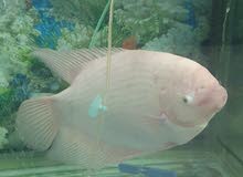 Fish Gourami Pearl White