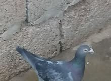 حمام للبيع حمام للبيع