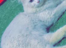 شيرازي نقي فحل طالب تزاوج شيرازي نقي فحل طالب تزاوج