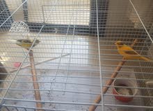 Canary for saleكنارى زوج مع 4 فرخ Canary for saleكنارى زوج مع 4 فرخ