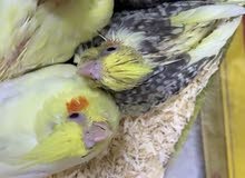 Cockatiel Baby Birds Cockatiel Baby Birds