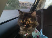 مطلوب قط ذكر للتزاوج مطلوب قط ذكر للتزاوج