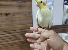 كوكتيل شكري فحل عمر 4 اشهر اليف طينه وشكري عيون حمر عمر سعر 70الف كوكتيل شكري فحل عمر 4 اشهر اليف طينه وشكري عيون حمر عمر سعر 70الف