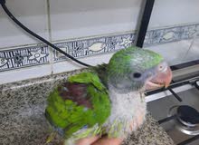 نيبالي العمر شهر نيبالي العمر شهر