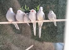 حمام ماسي فراخ