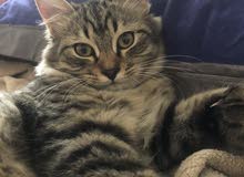 Persian Cat For Sale Persian Cat For Sale