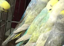 البيع طيور الحب البيع طيور الحب