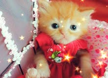 600 per one kitten 600 per one kitten