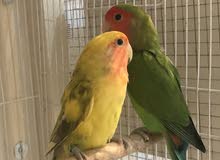 breeding pair lovebirds for sale