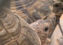 سلاحف بريه سلاحف بريه