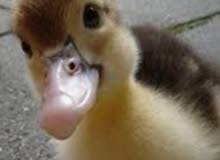 صوصا بط صغير صوصا بط صغير