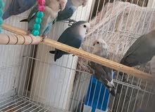 لبيع الطيور الحب والروز ومستلزماتها لبيع الطيور الحب والروز ومستلزماتها