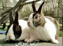 ارانب وزن فوق 1800 ارانب وزن فوق 1800