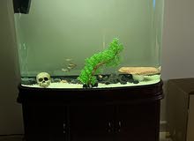 Fish Tank/Aquarium