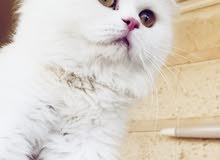 ذكر شيرازي للبيع ذكر شيرازي للبيع