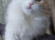 قطه شيرازي قطه شيرازي