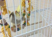 7 month old Baby Cockatiel For Sale 7 month old Baby Cockatiel For Sale